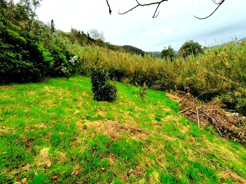 Terreno parcialmente desbastado: zona limpa à esquerda e mato por desbastar à direita
